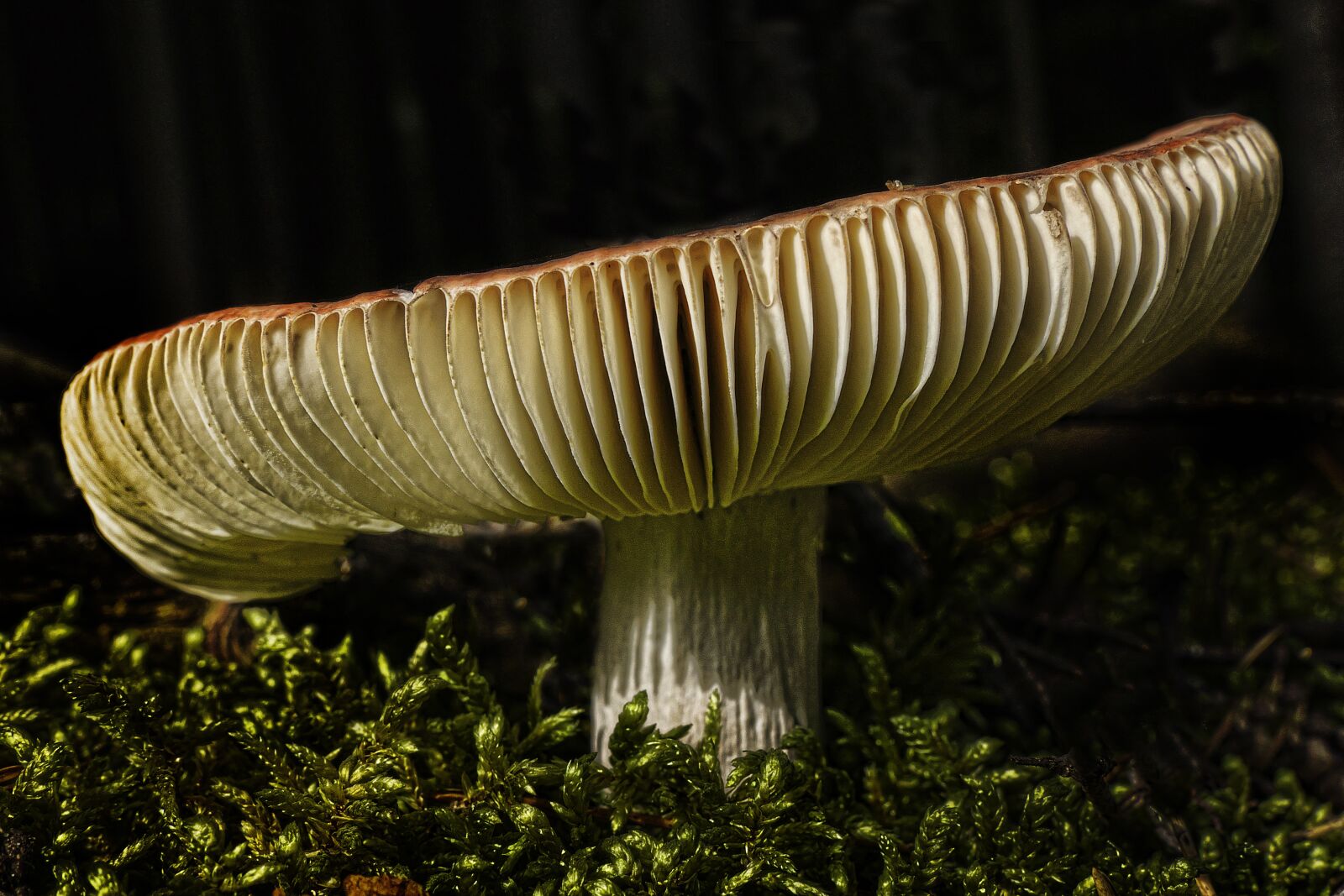 Panasonic Lumix DMC-FZ1000 sample photo. Mushroom, forest, moss photography