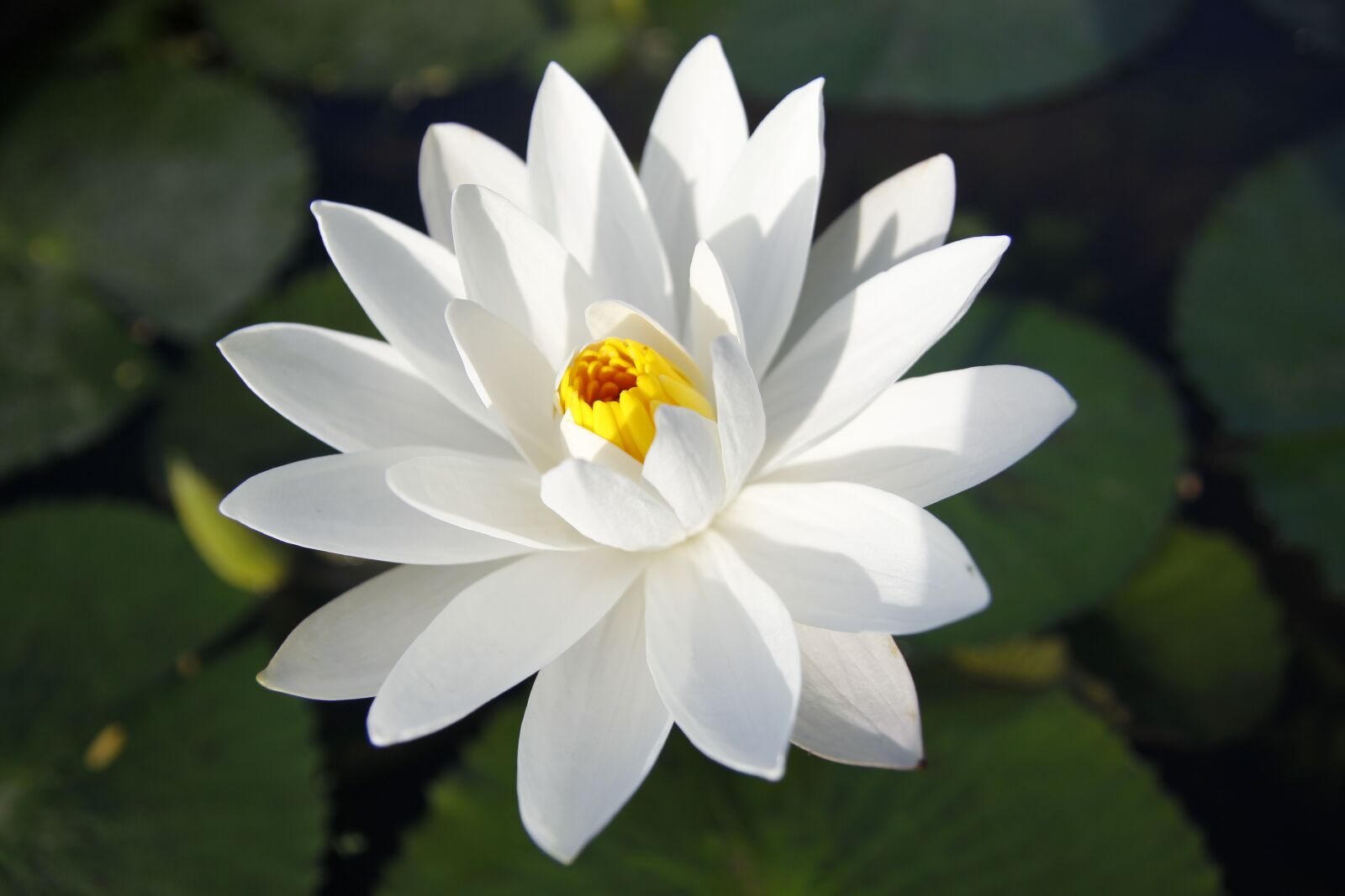 Canon EOS 50D sample photo. White water lily, blooming photography