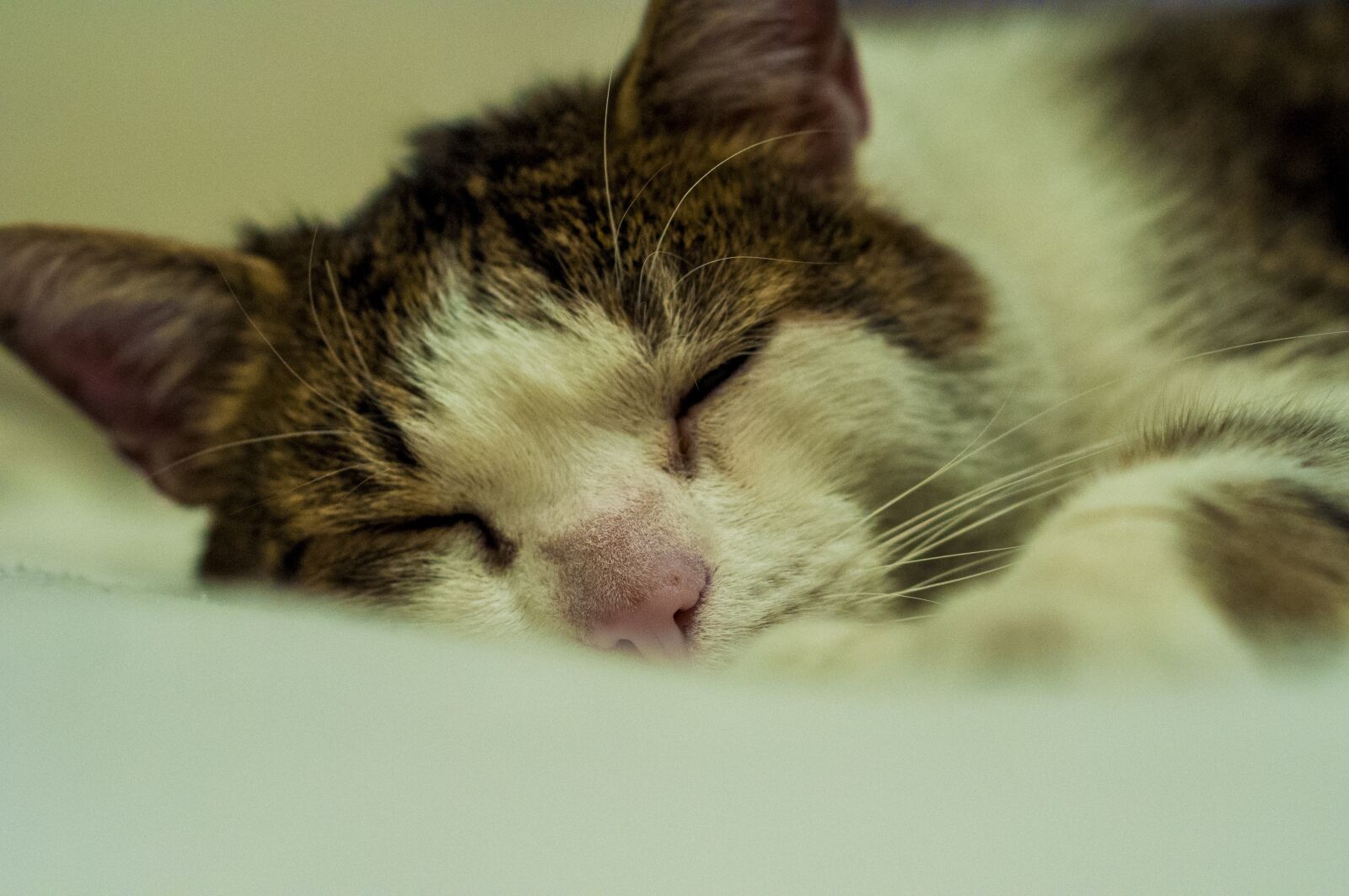 Nikon D90 sample photo. Cat, pet, fur photography