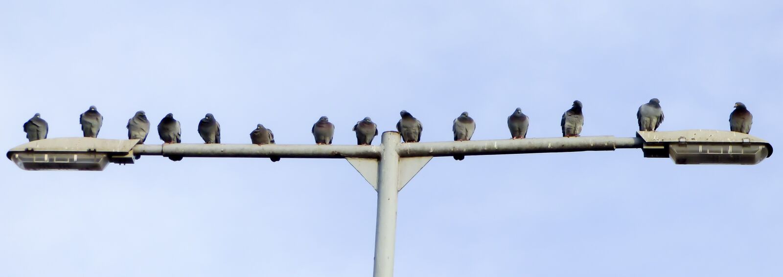 Panasonic DMC-FZ72 sample photo. Pigeon, bird, birds photography