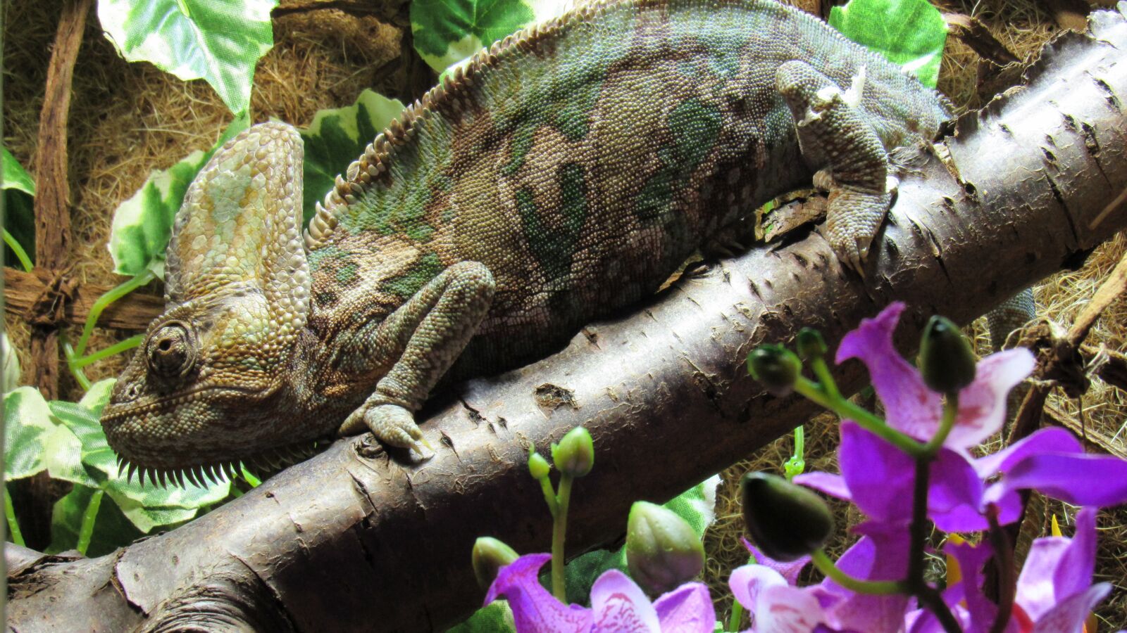 Canon PowerShot SX530 HS sample photo. Reptile, chameleon, insect eater photography