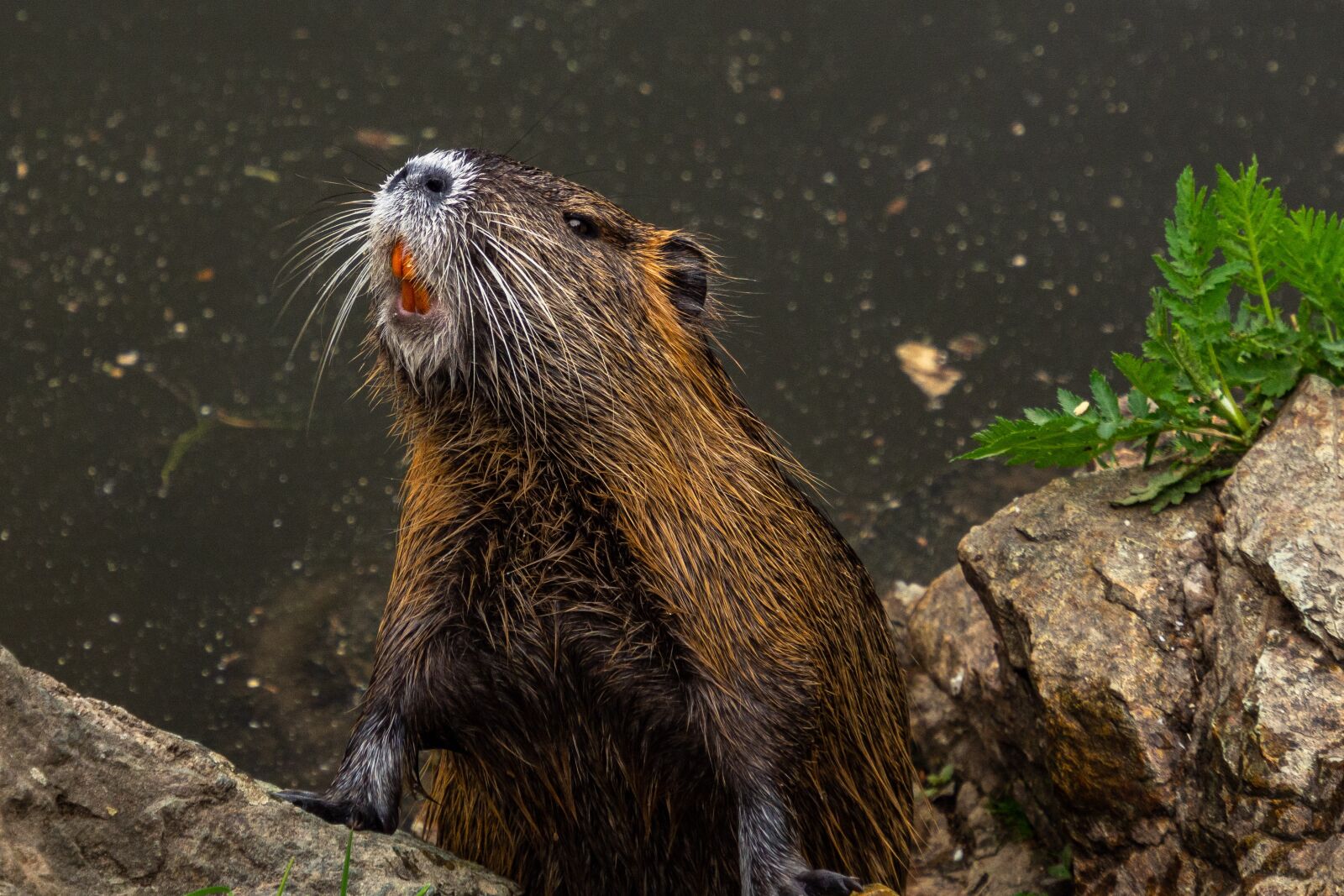 Olympus M.Zuiko Digital ED 12-200mm F3.5-6.3 sample photo. Nutria, animal, water photography