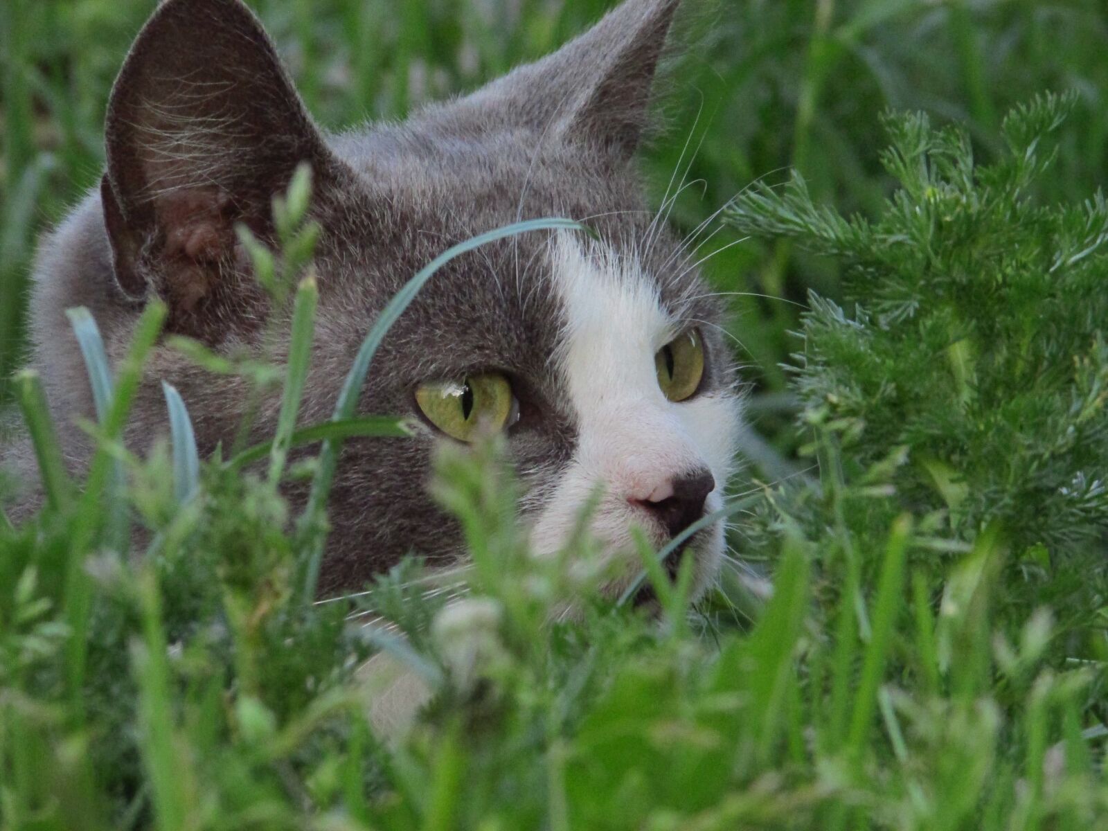 Canon PowerShot SX500 IS sample photo. Grass, cat, pet photography