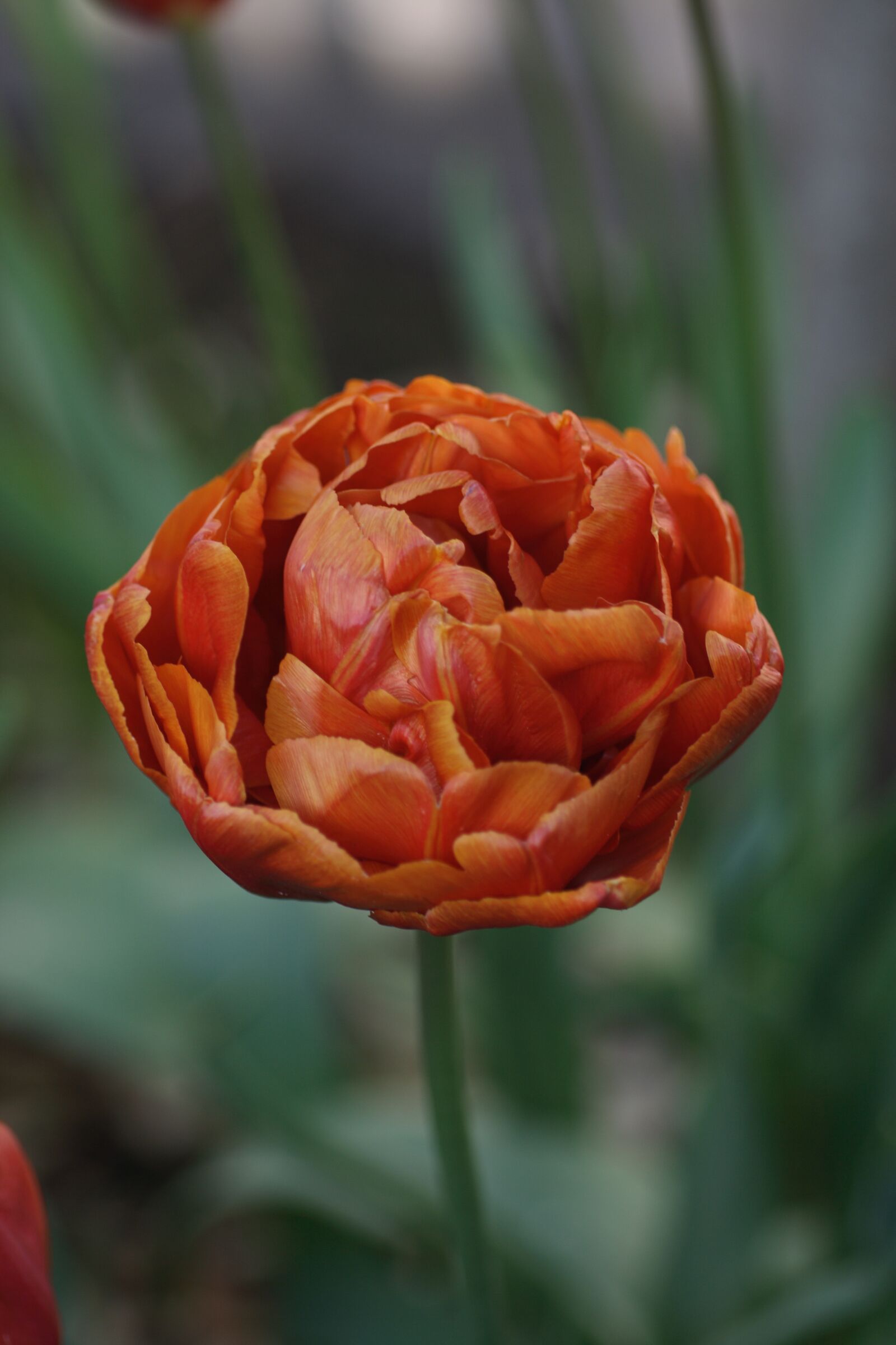 Canon EOS 400D (EOS Digital Rebel XTi / EOS Kiss Digital X) sample photo. Tulip, brown, red photography