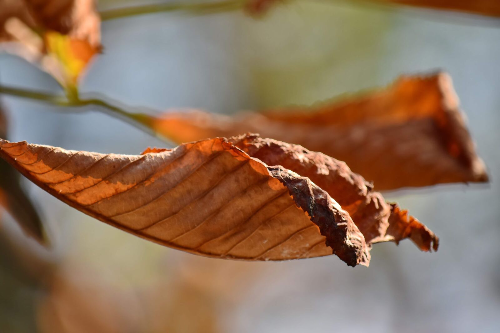 Nikon D5500 sample photo. Autumn season, dry, leave photography