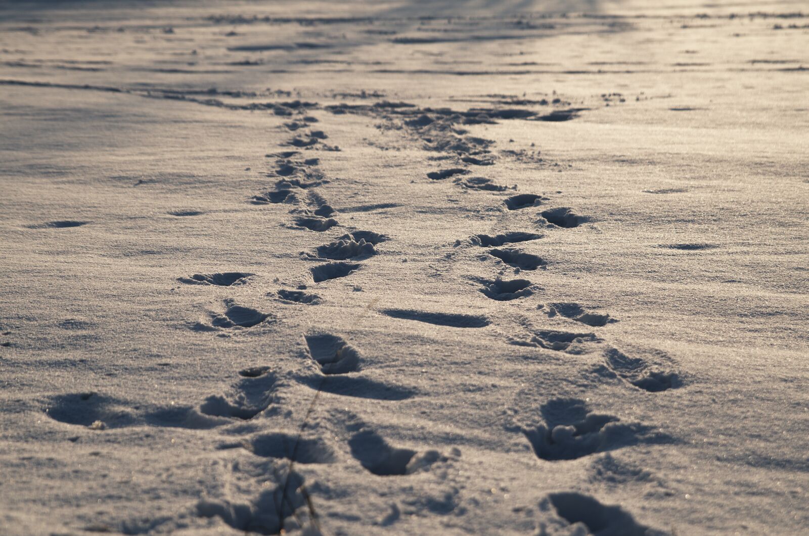 Nikon D7000 sample photo. Winter, traces, wandering photography