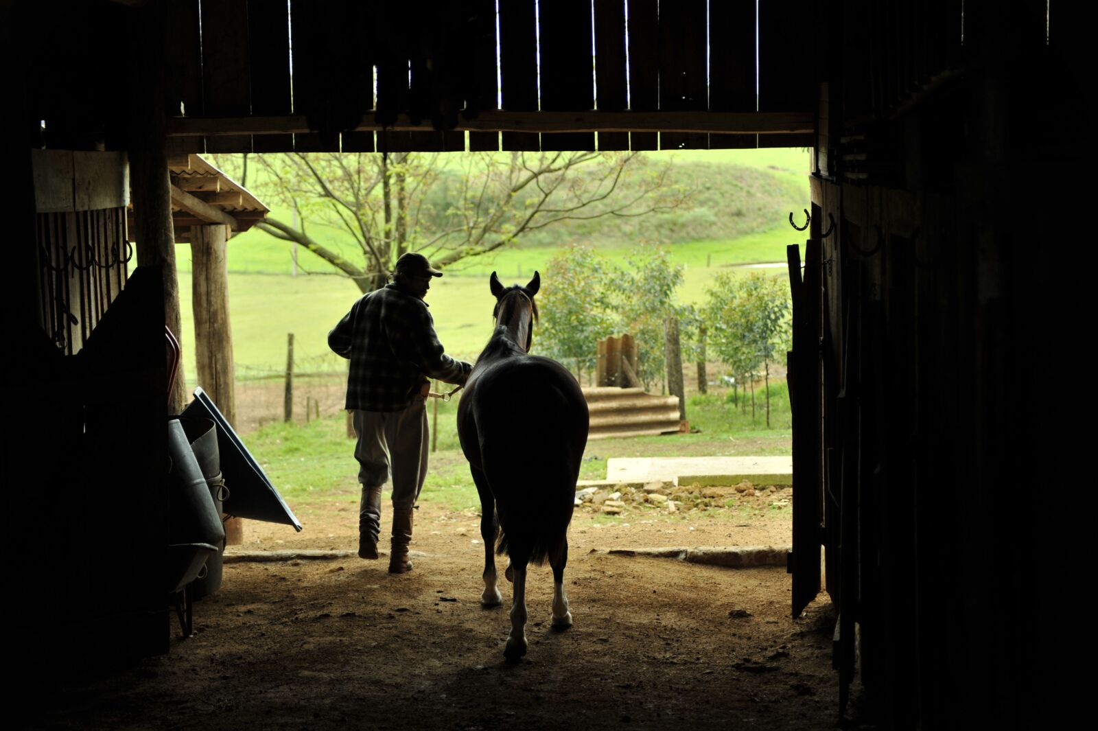 Nikon D700 sample photo. Horse, pingo, creole photography