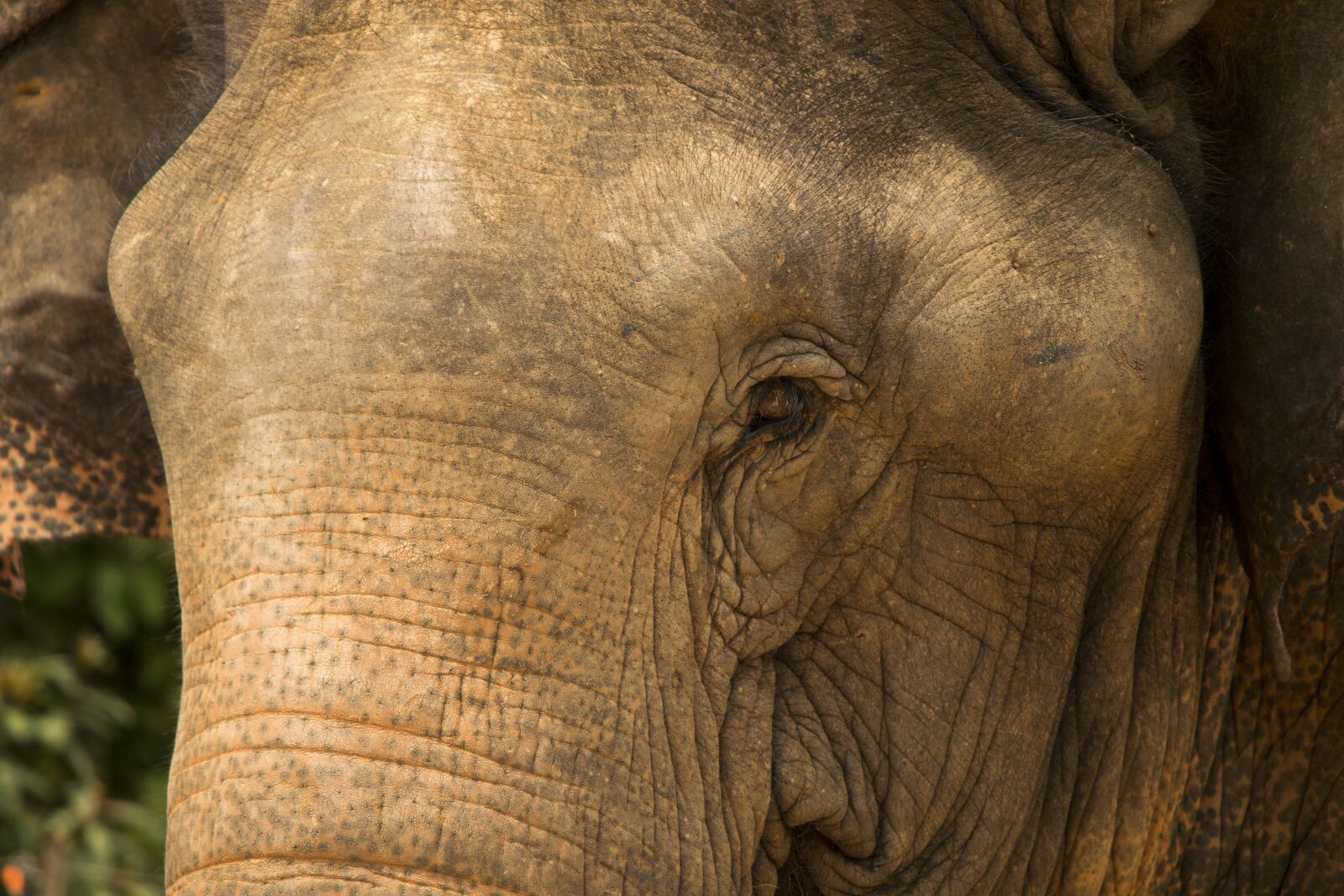 Canon EOS 70D sample photo. Elephant, safari, eyes photography