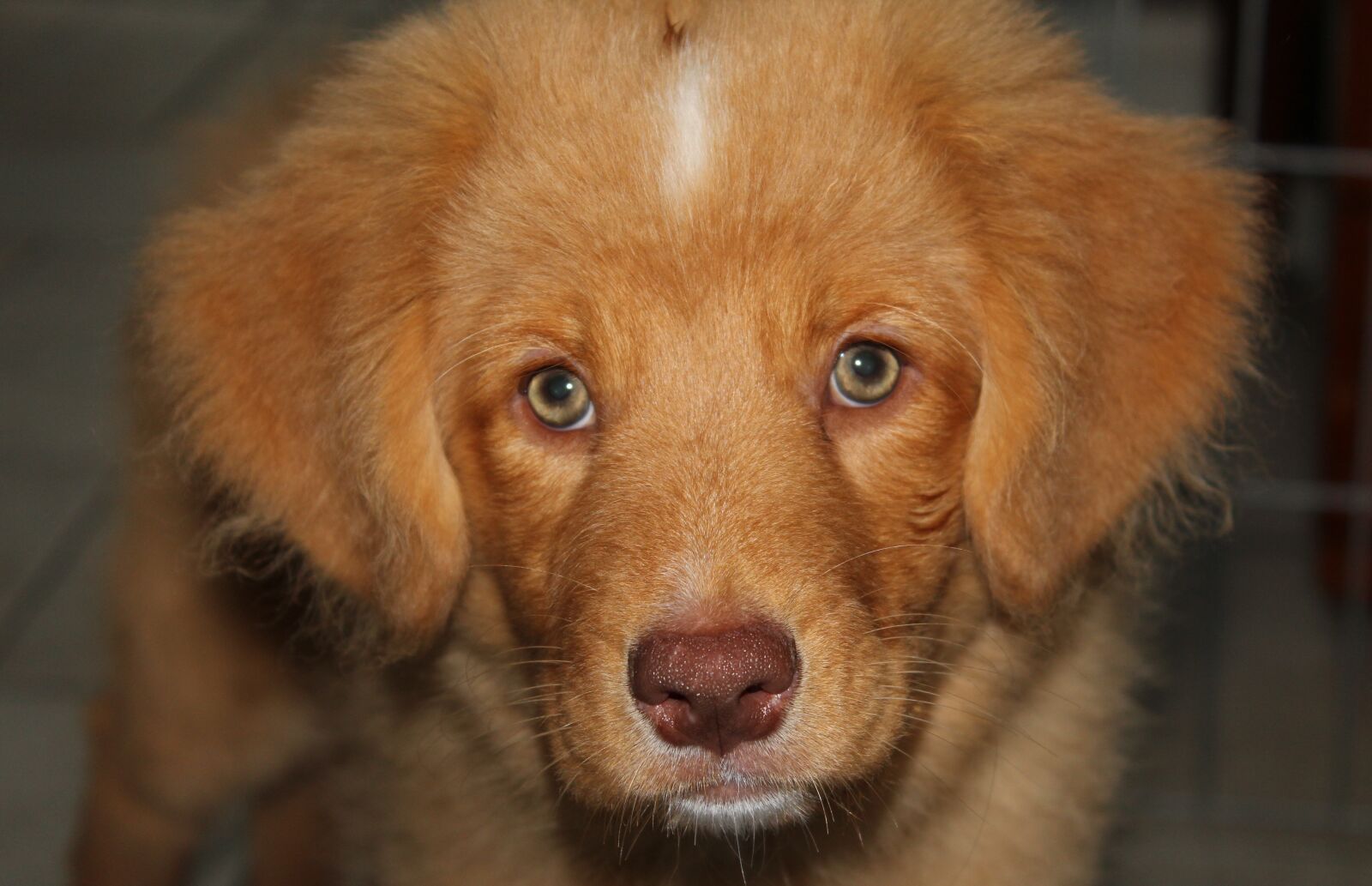 Canon EOS 600D (Rebel EOS T3i / EOS Kiss X5) sample photo. Toller, puppy, nova scotia photography