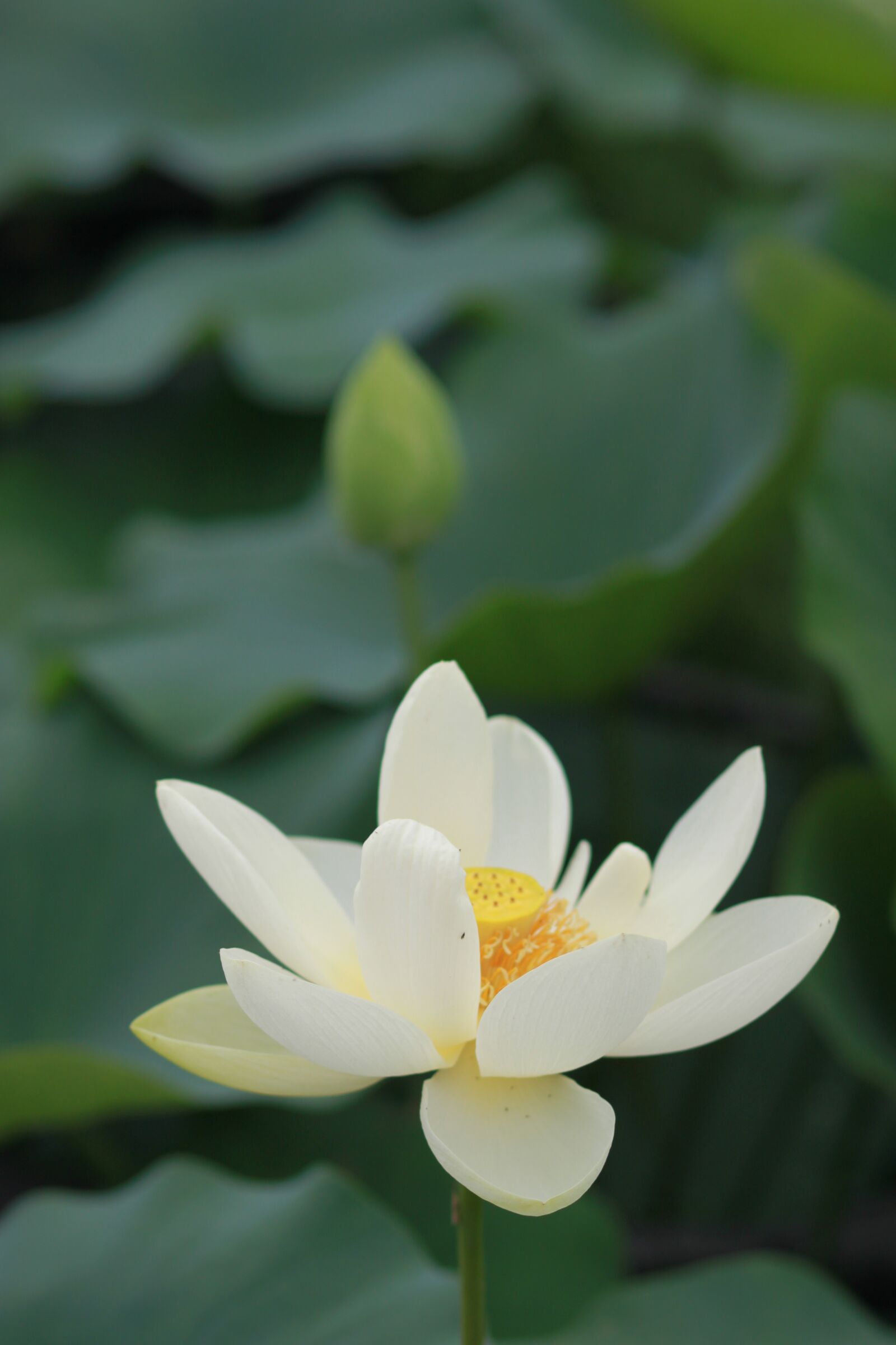 Canon EOS 500D (EOS Rebel T1i / EOS Kiss X3) sample photo. Kite, lotus, nature photography