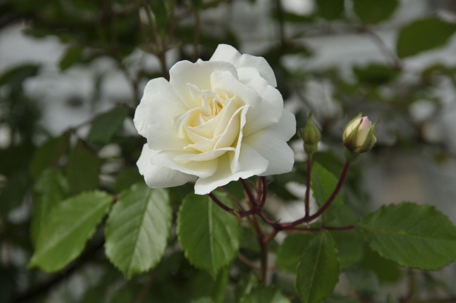 Nikon D300S sample photo. Rose, flower, love bloom photography