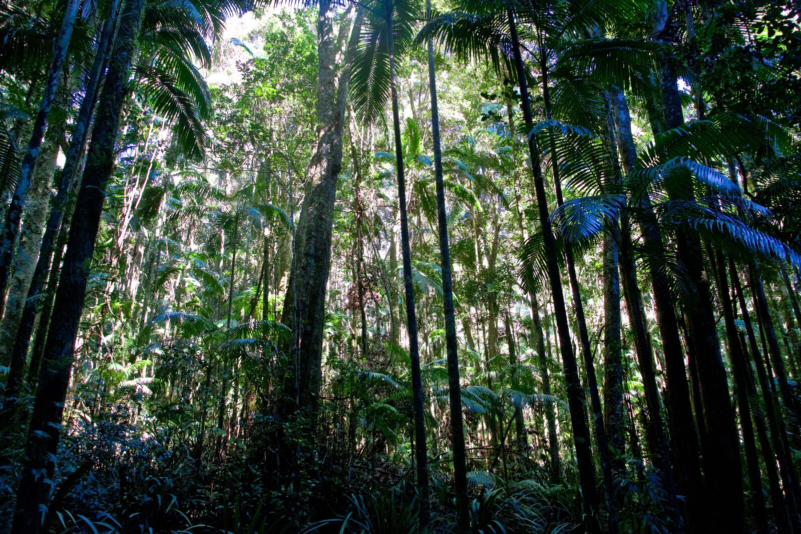 Sony E 18-135mm F3.5-5.6 OSS sample photo. Forest, tropical, light photography