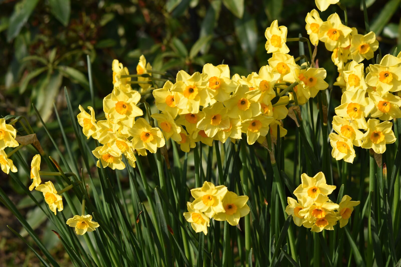 Nikon D5600 sample photo. Flowers, narcissus, daffodils photography