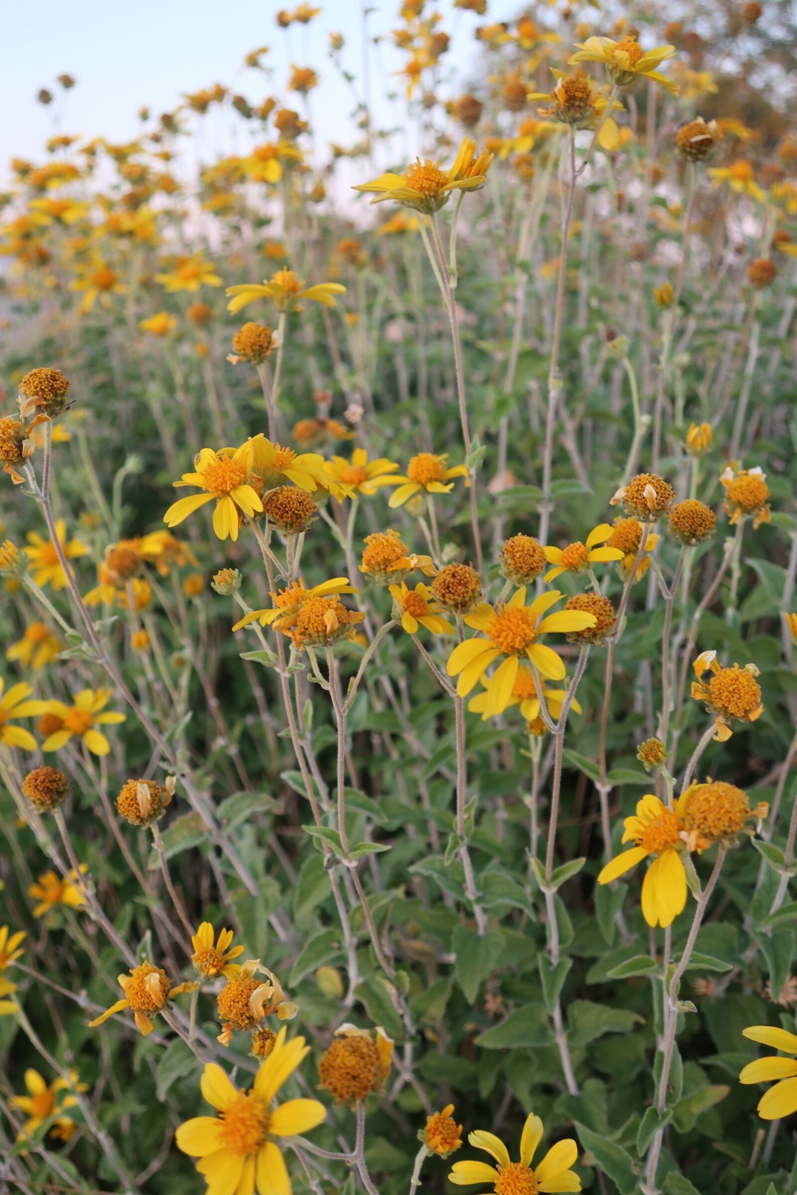 Canon PowerShot G9 X Mark II sample photo. Flower, yellow, sky photography