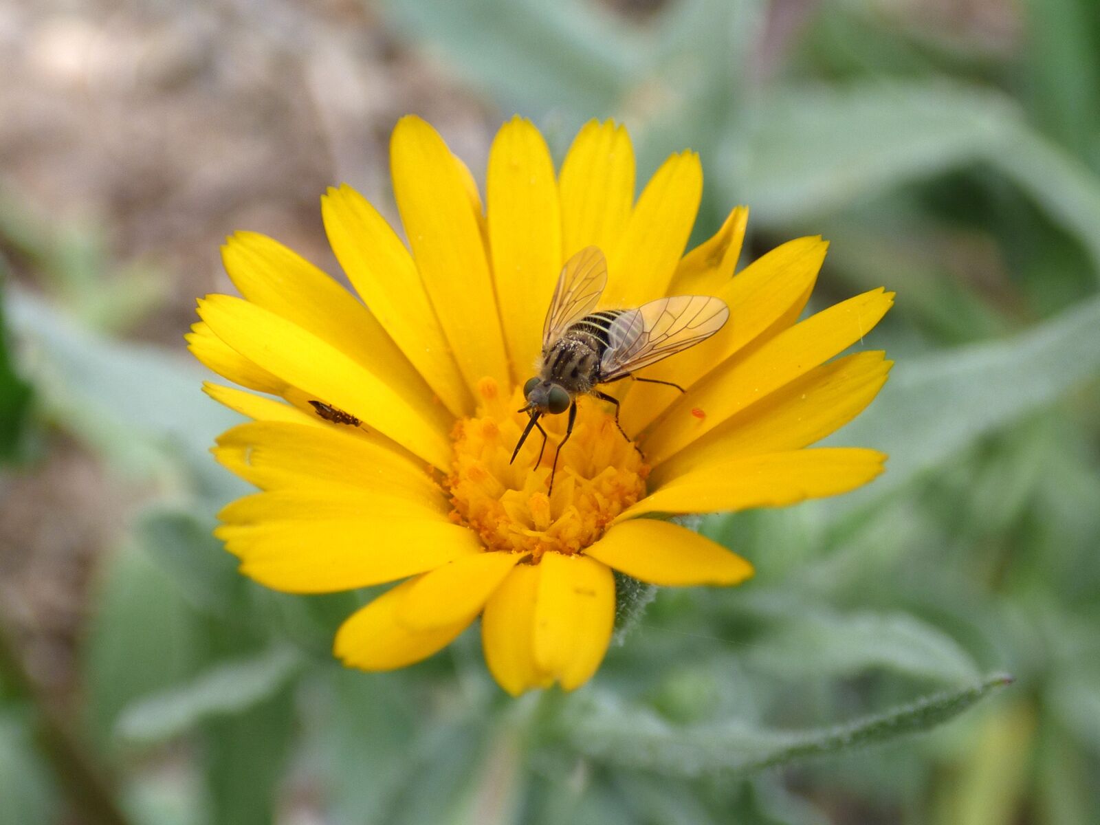 Panasonic Lumix DMC-FZ70 sample photo. Hoverfly, syrphidae, libar photography