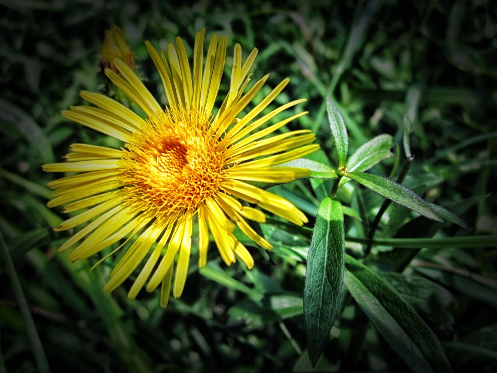 Canon PowerShot A1200 sample photo. Meadow fleabane, flower, nature photography