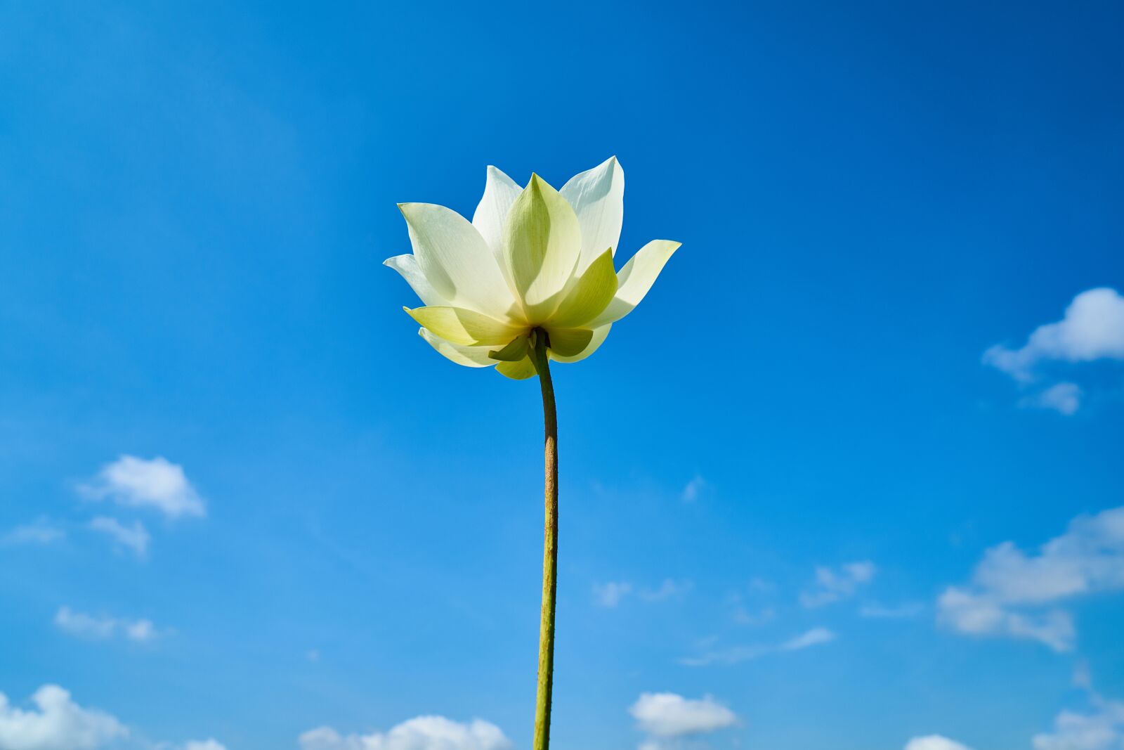 Sony a7R II sample photo. Lotus, landscape, flower photography