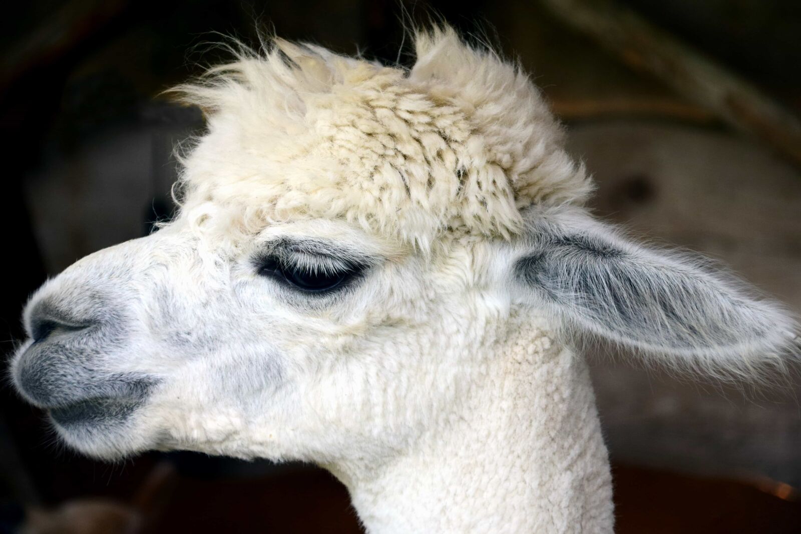 Nikon D3300 sample photo. Head, eye, portrait, ear photography