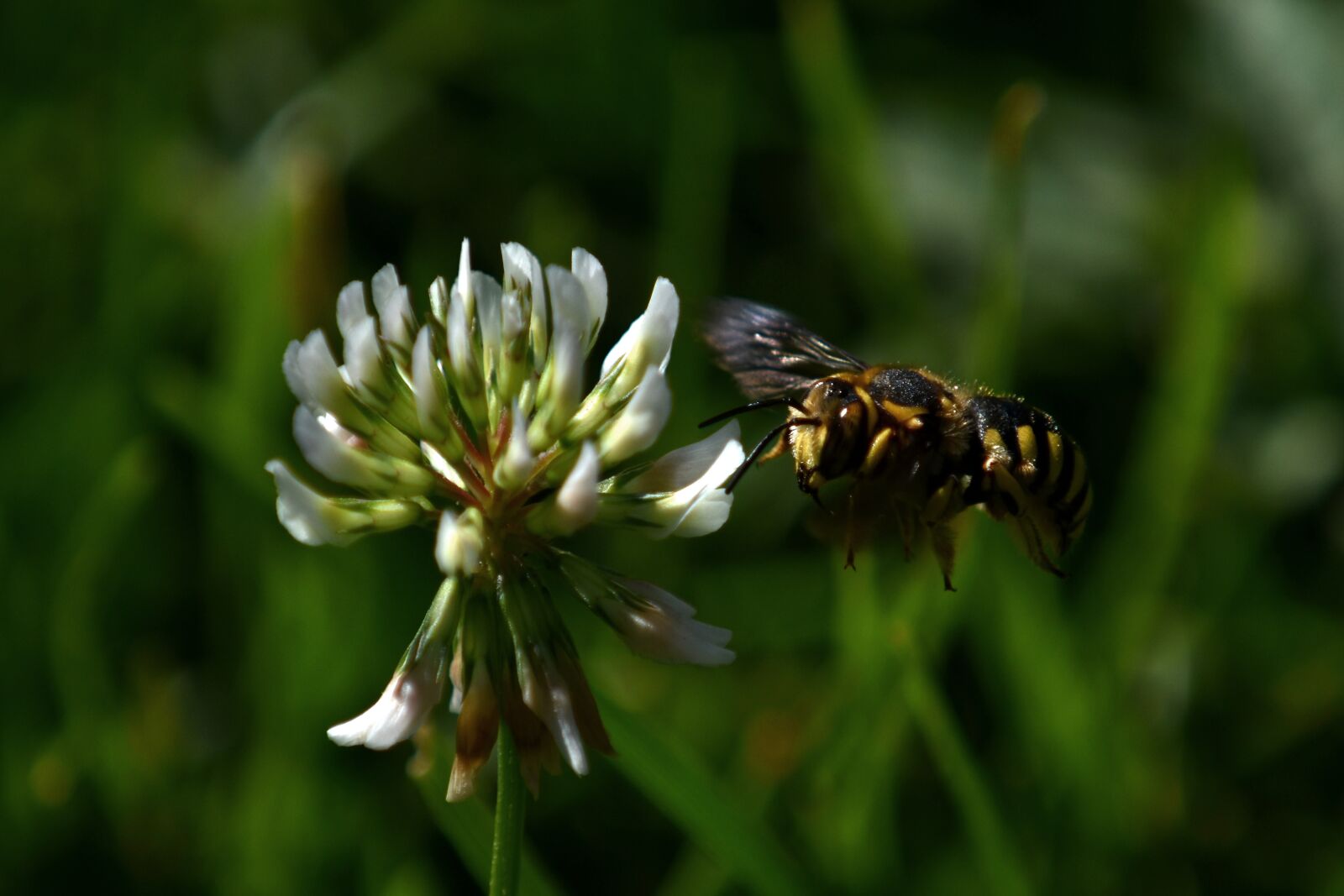 Nikon D3500 sample photo. Bee, grass, pollination photography