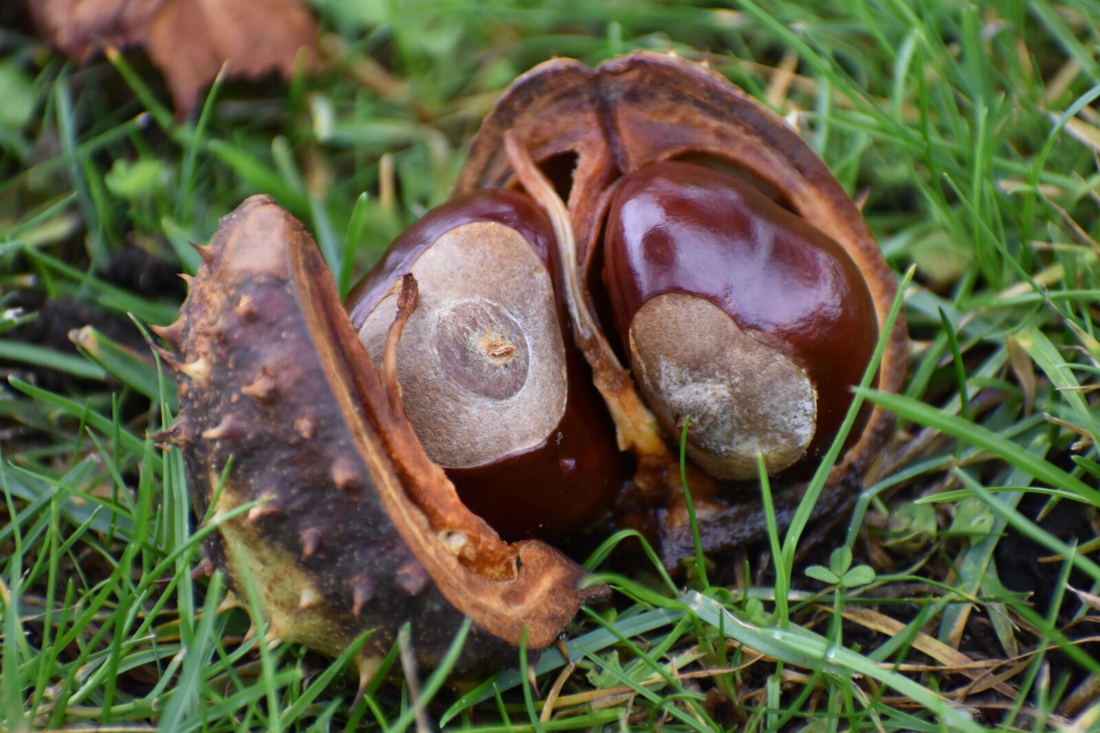 Nikon D3500 sample photo. Autumn, chestnut, nature photography