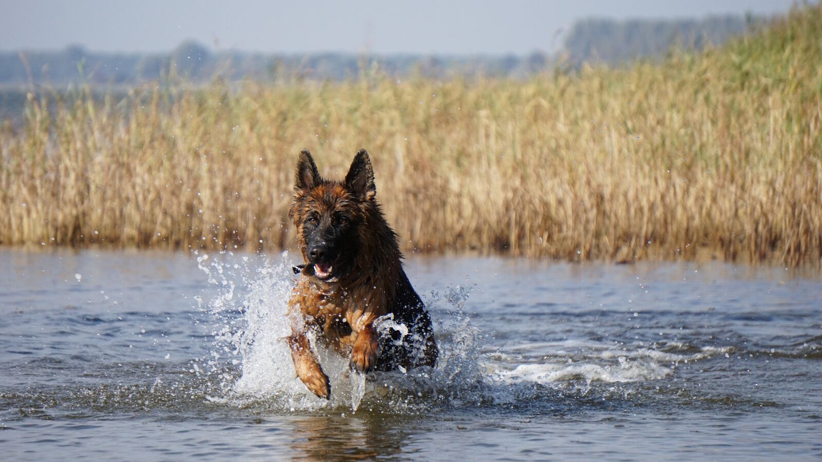 Sony a6000 sample photo. Dog, sch fer dog photography