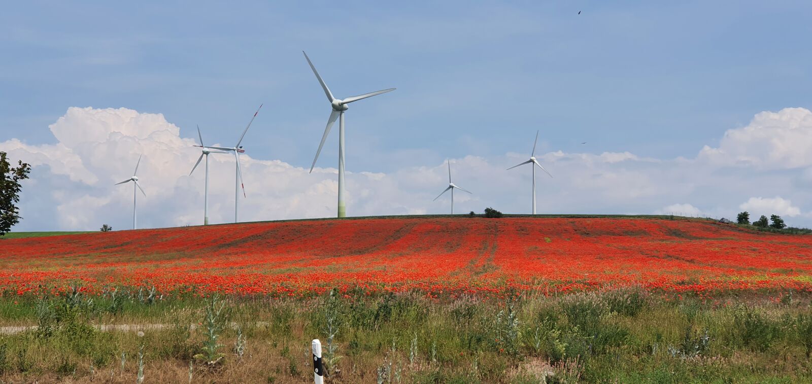 Samsung Galaxy S10 sample photo. Landscape, red, poppy photography