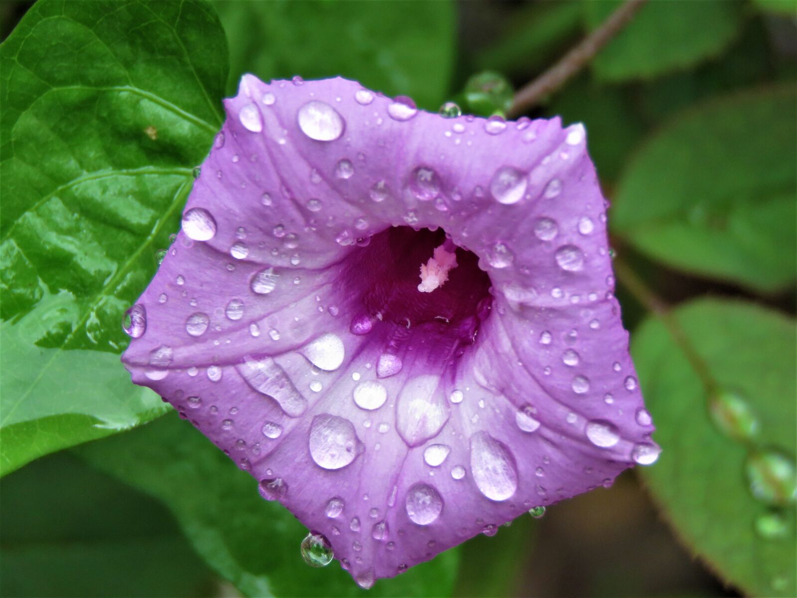 Canon PowerShot SX60 HS sample photo. Flower, purple, rain drops photography