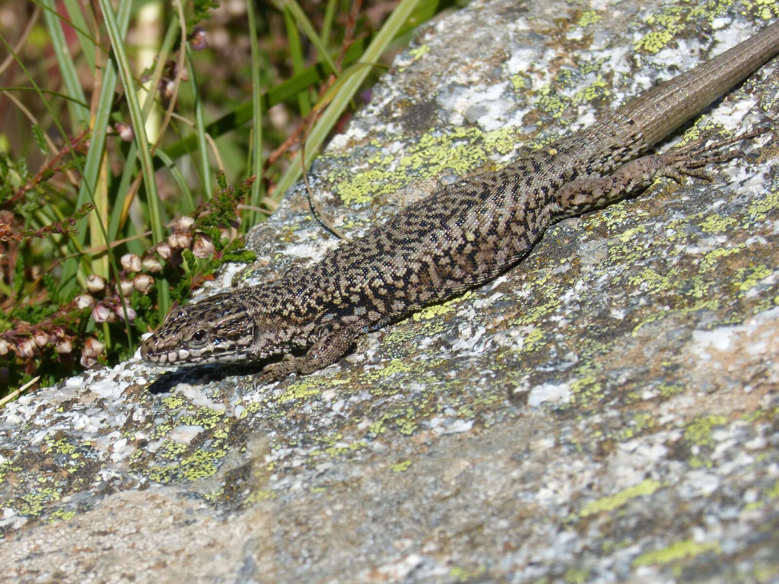 Panasonic DMC-FZ62 sample photo. Lizard iberian, rock, lichens photography