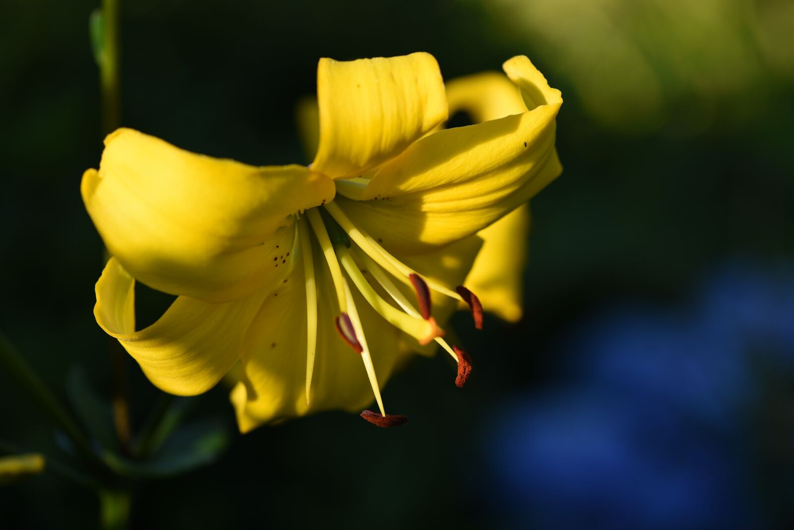 Nikon D750 sample photo. Dahlia, yellow, bloom photography