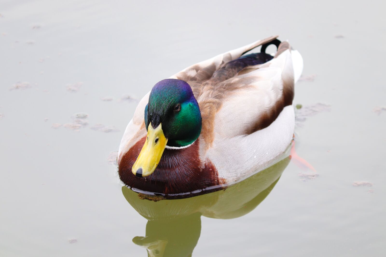 Canon EOS 200D (EOS Rebel SL2 / EOS Kiss X9) sample photo. Duck, drake, mallard photography