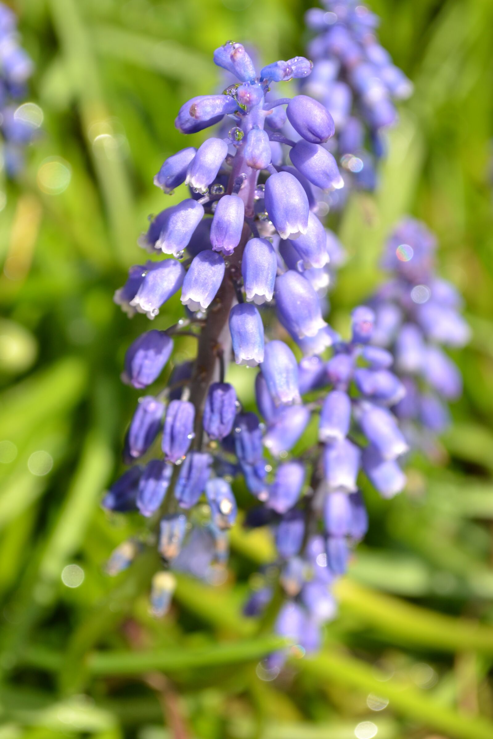 Nikon D3100 sample photo. Hyacinth, flower, purple photography