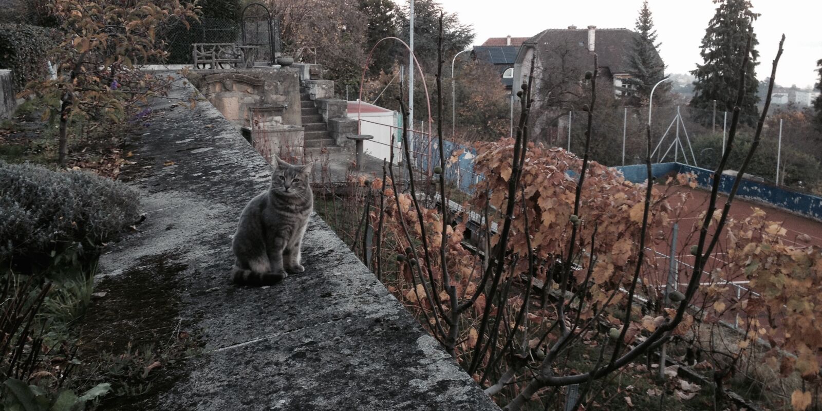 iPhone 4S back camera 4.28mm f/2.4 sample photo. Animal, autumn, cat, urban photography