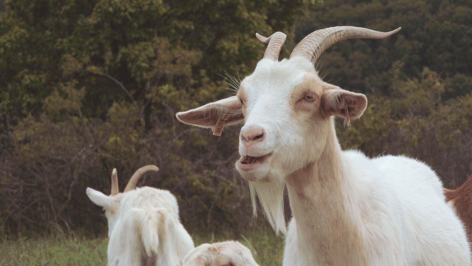 Nikon Coolpix P610 sample photo. Goat, goats, farm animals photography