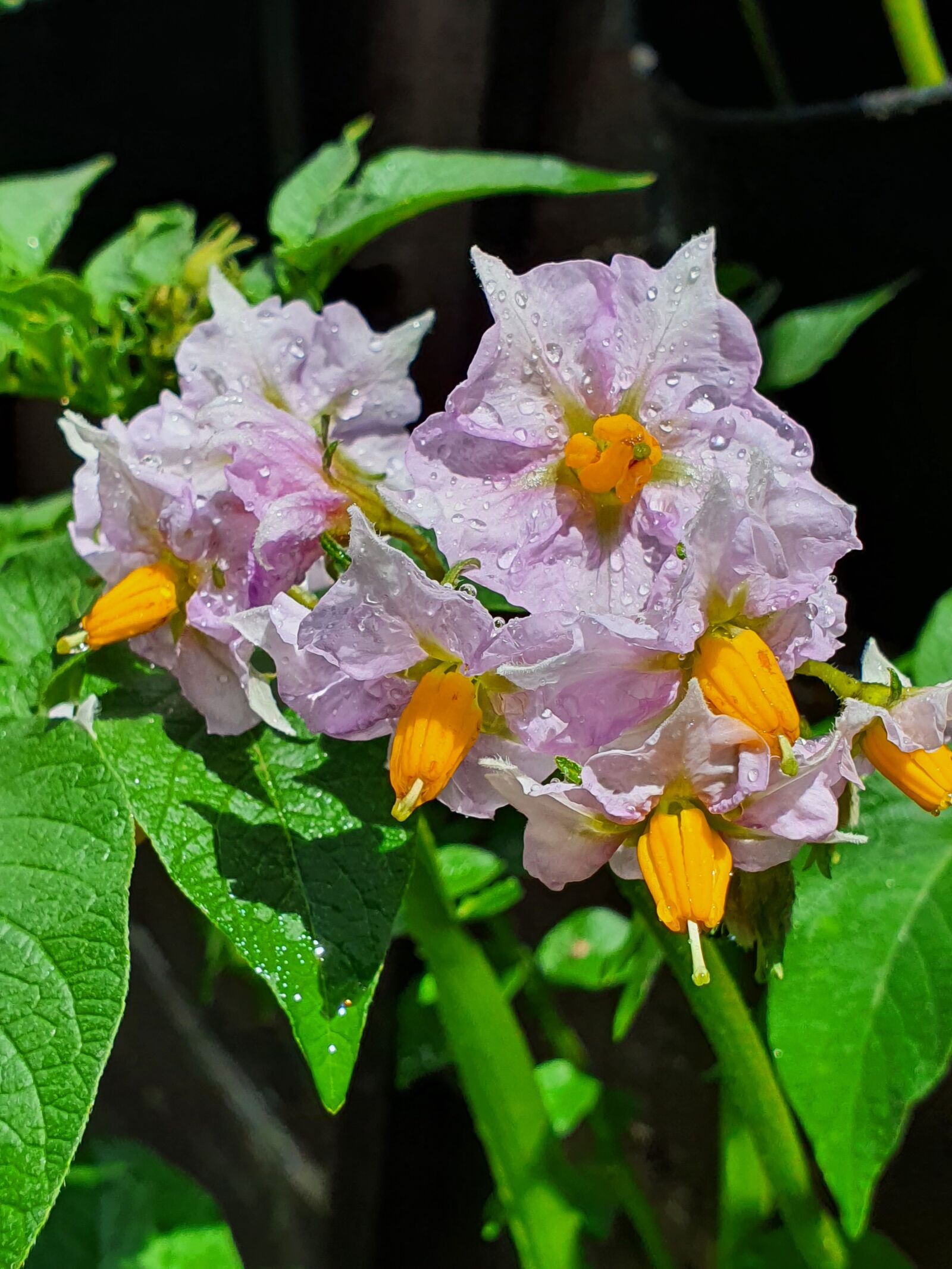 Samsung Galaxy S10 sample photo. Potato, flower, garden photography