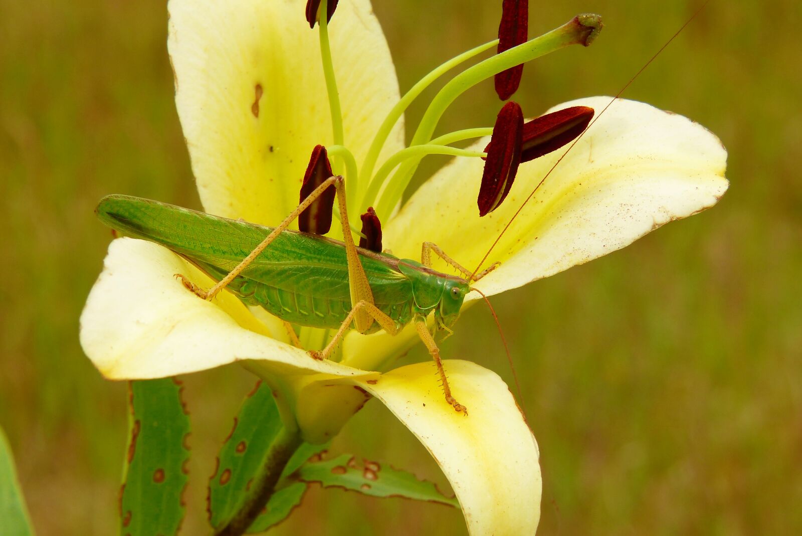 Panasonic Lumix DMC-FZ200 sample photo. Grasshopper green, female, insect photography