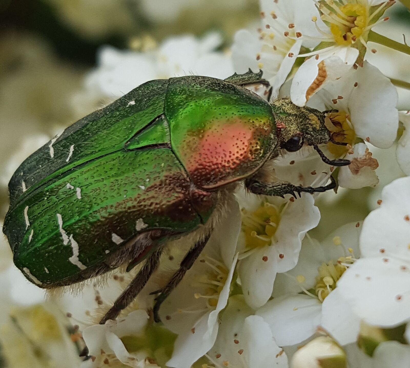 Samsung Galaxy S6 sample photo. Beetle, blossom, bloom photography