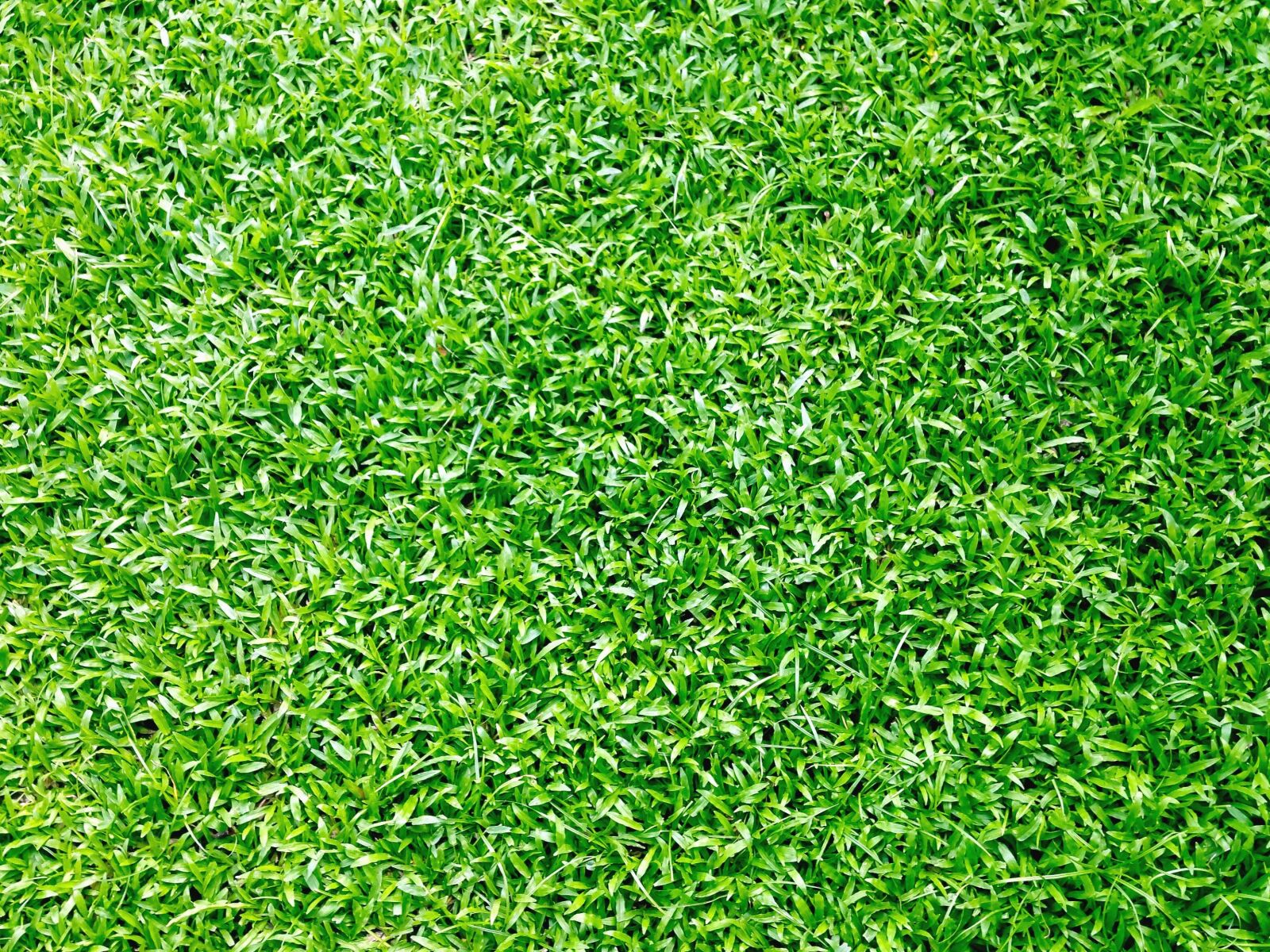 Apple iPhone 5c sample photo. Green area, garden, grass photography