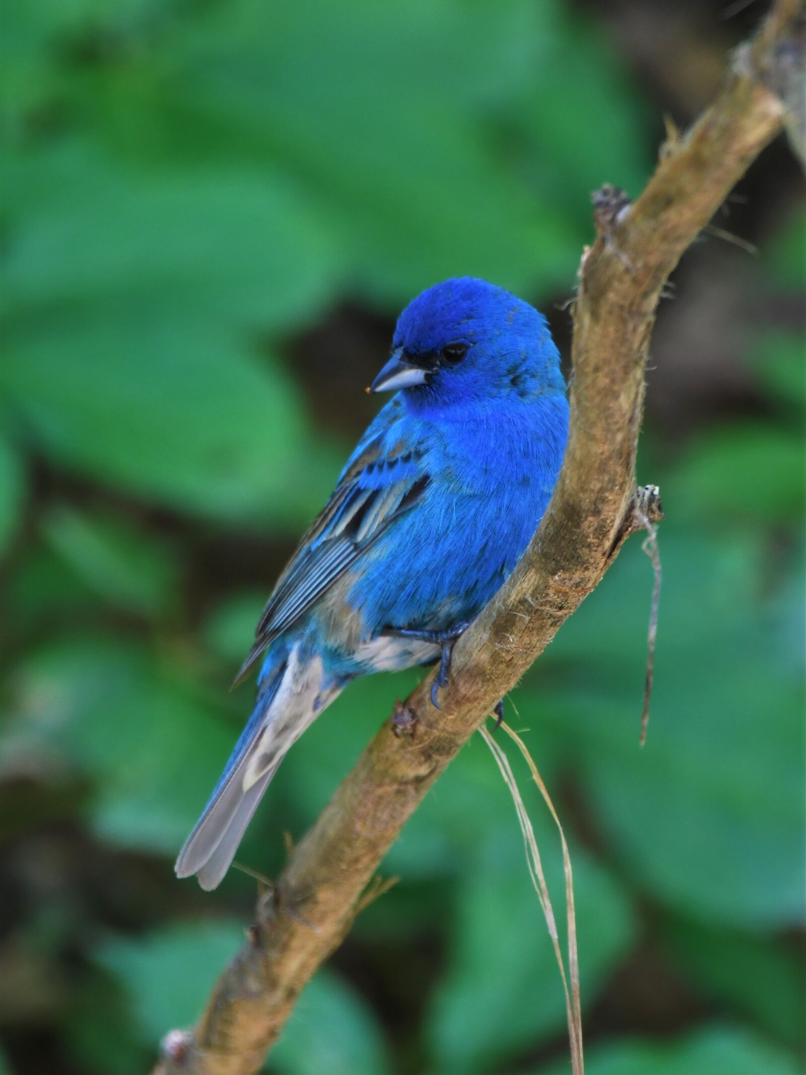 Nikon D850 sample photo. Bird, bunting, wildlife photography