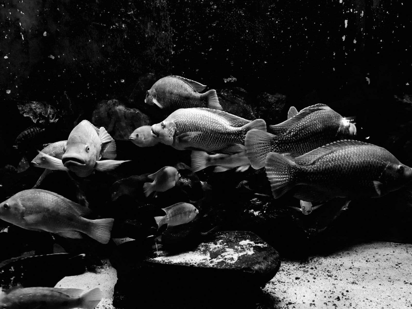 Canon PowerShot SX620 HS sample photo. Animals, aquarium, fish, fish photography