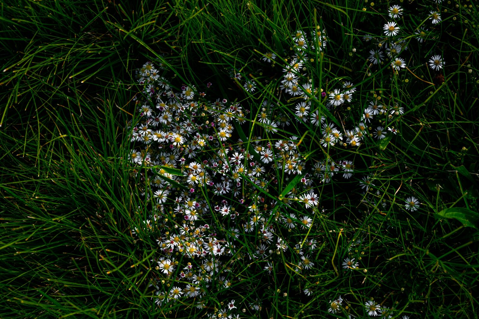 Nikon Nikkor Z 24-70mm F4 S sample photo. Flowers, plants, nature photography
