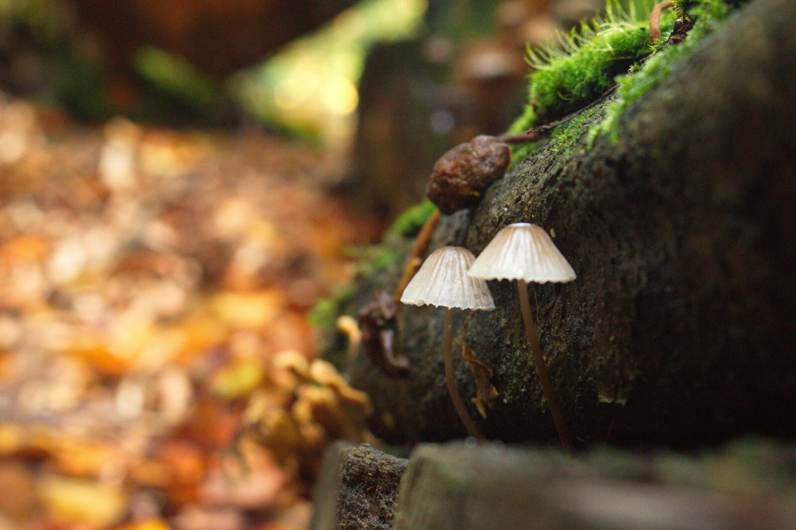 Canon EOS 700D (EOS Rebel T5i / EOS Kiss X7i) sample photo. Forest, mushroom, nature photography