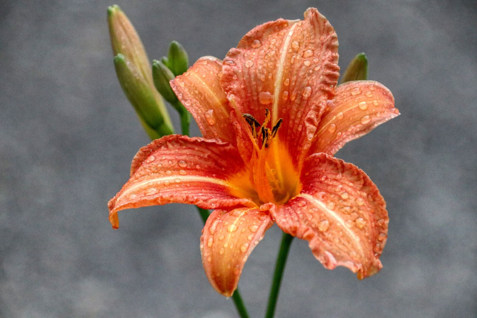Canon EOS 80D sample photo. Flower, rain, drip photography