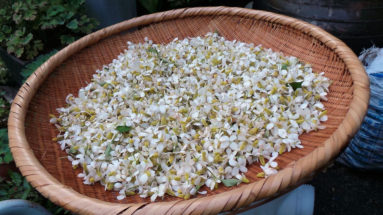 Samsung Galaxy Camera (Wi-Fi) sample photo. Flower car, health, houttuynia photography