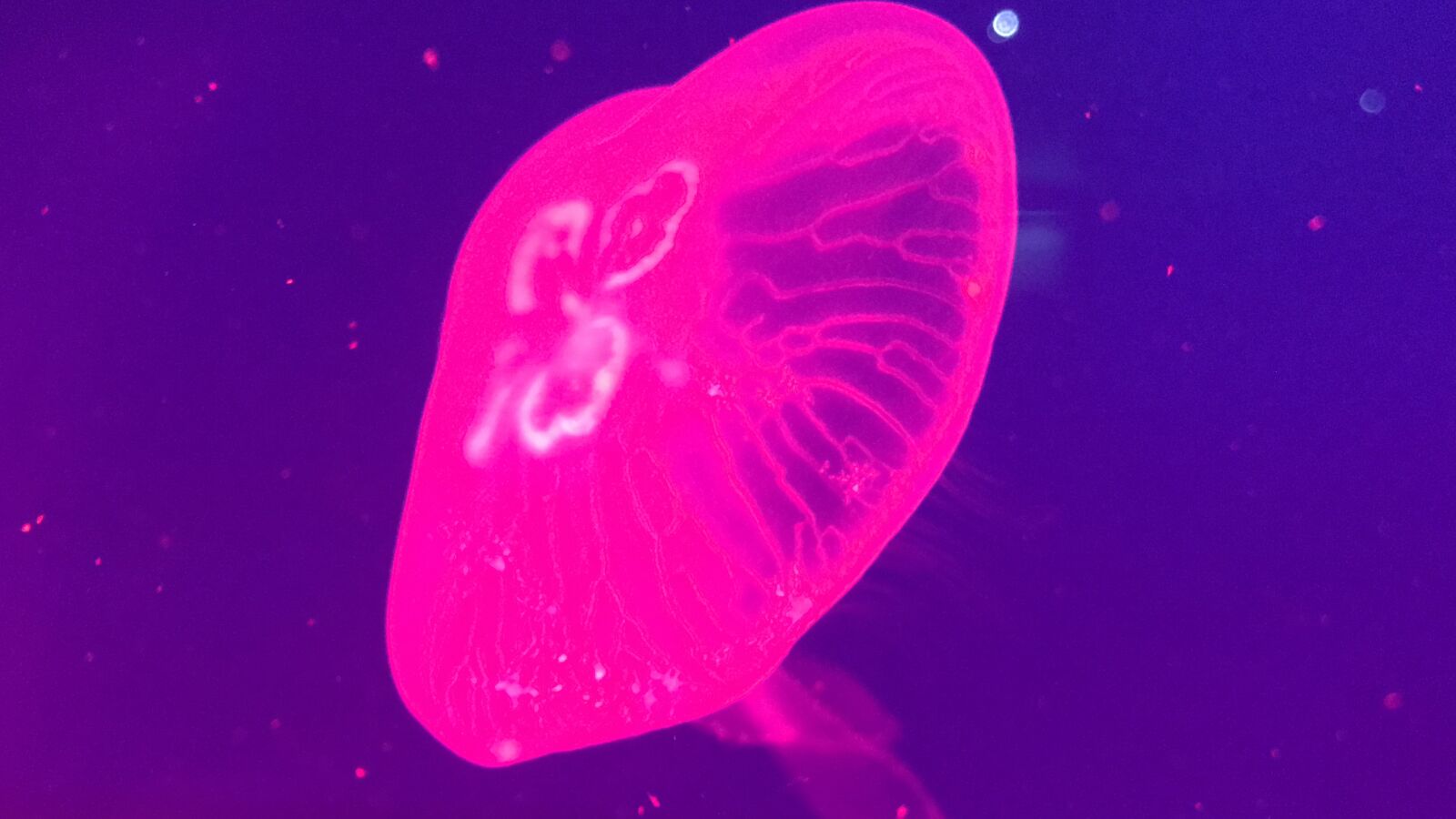 Apple iPhone 7 sample photo. Jellyfish, marine, the seabed photography