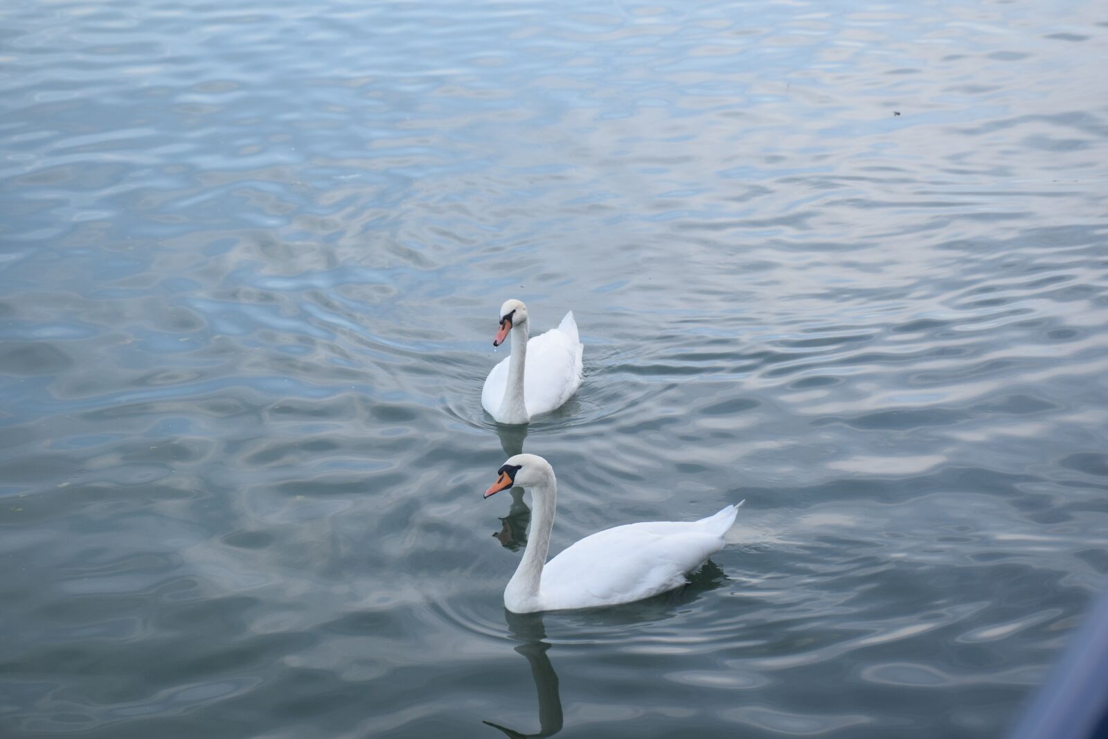 Nikon D5300 sample photo. Swans, birds, mates photography