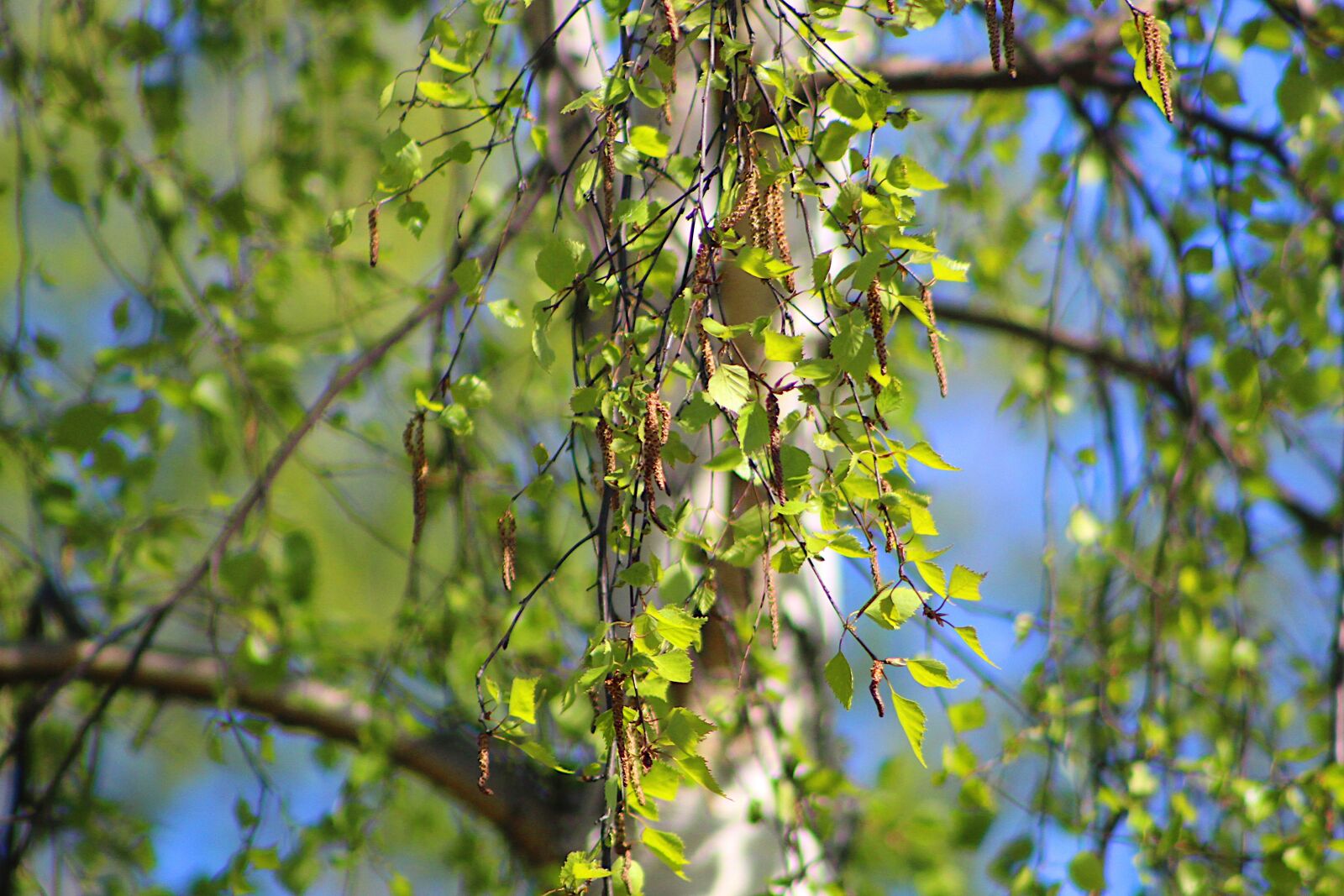 Canon EOS 4000D (EOS Rebel T100 / EOS 3000D) sample photo. Nature, plants, tree photography
