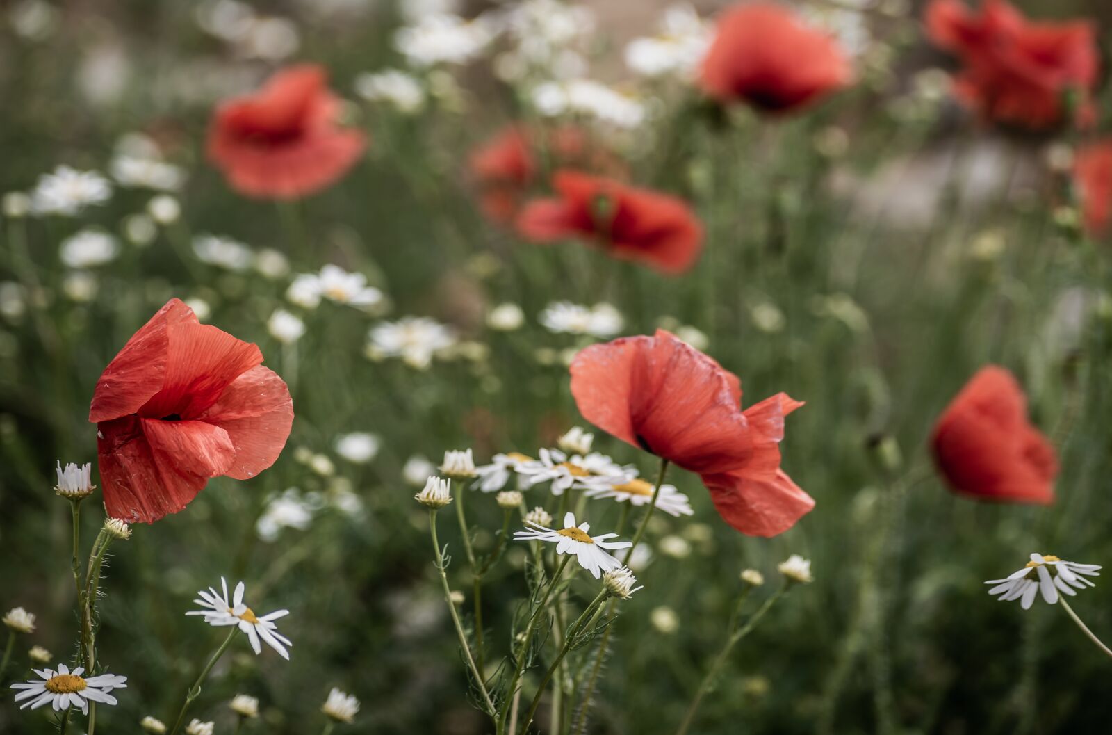 Nikon D7100 sample photo. Poppy, red, nature photography