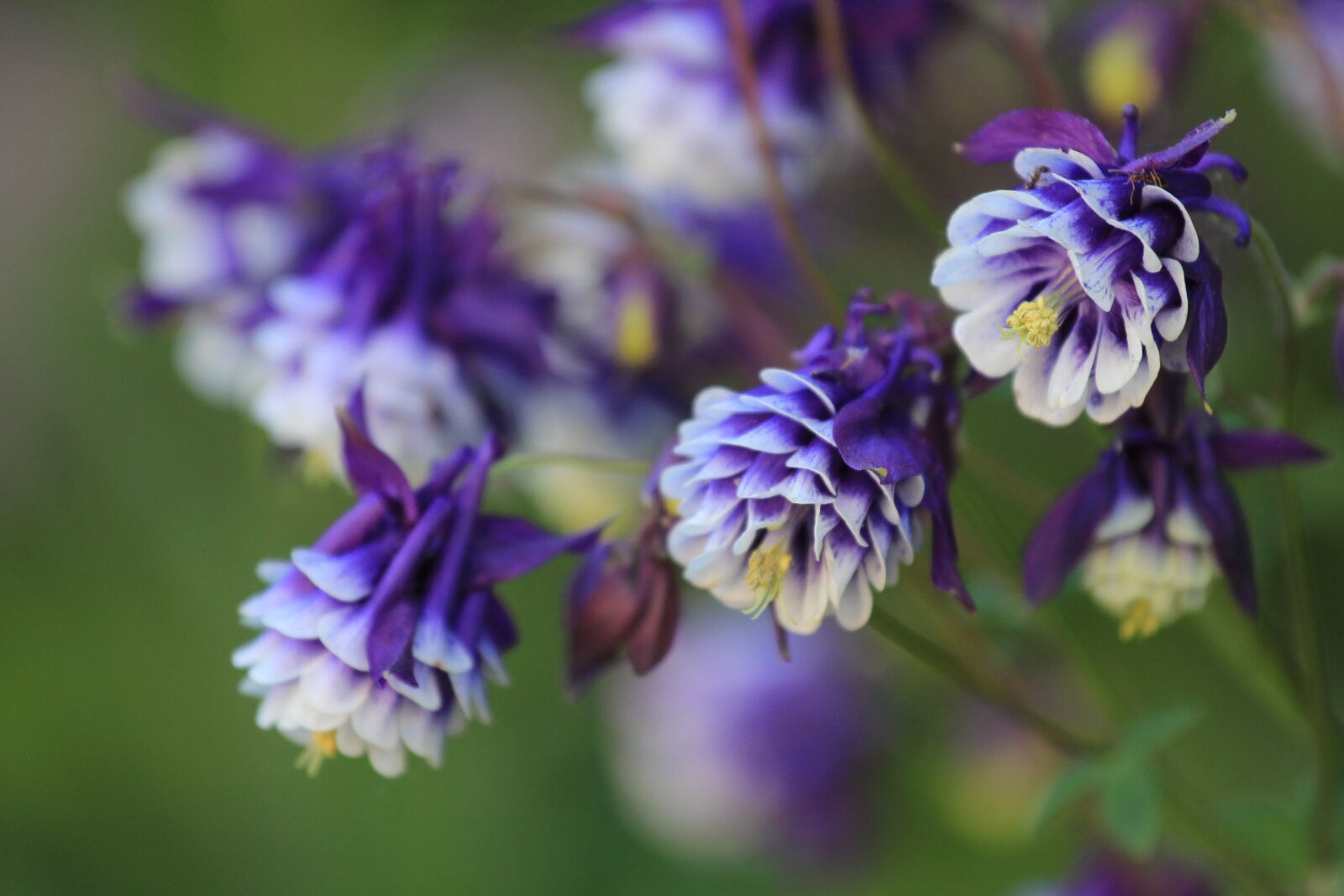 Canon EOS 550D (EOS Rebel T2i / EOS Kiss X4) sample photo. Flower, petal, floral photography