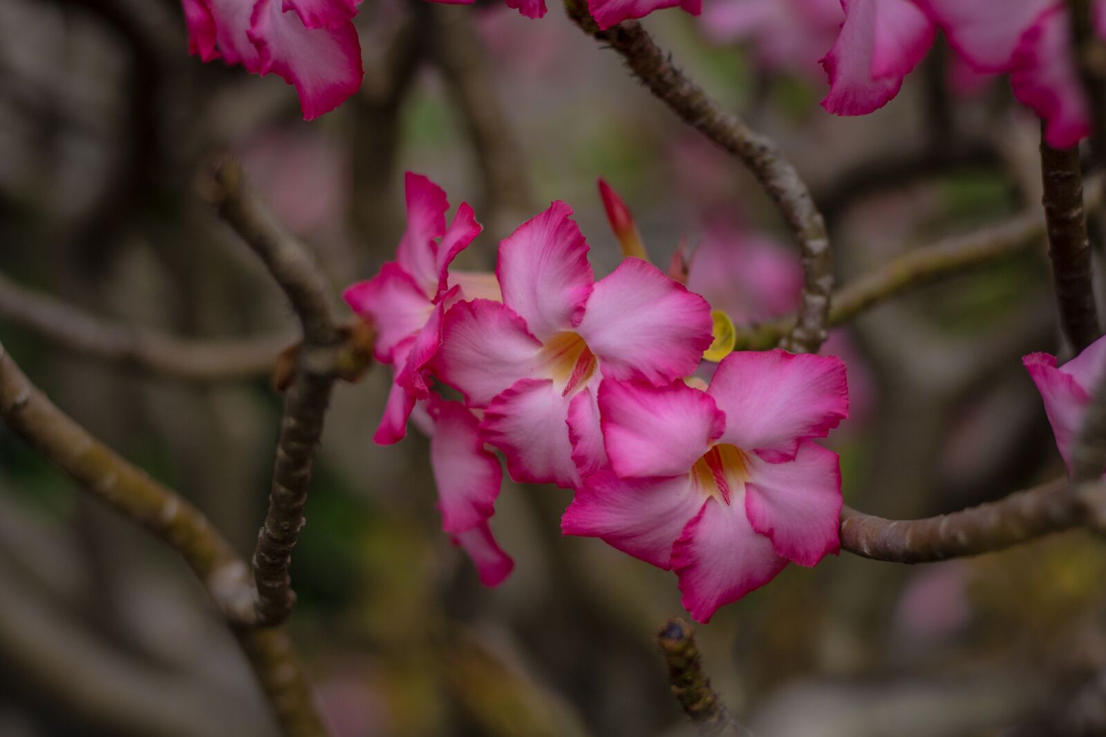 Canon EOS 700D (EOS Rebel T5i / EOS Kiss X7i) + Canon EF 50mm F1.8 STM sample photo. Invited to visit, flower photography