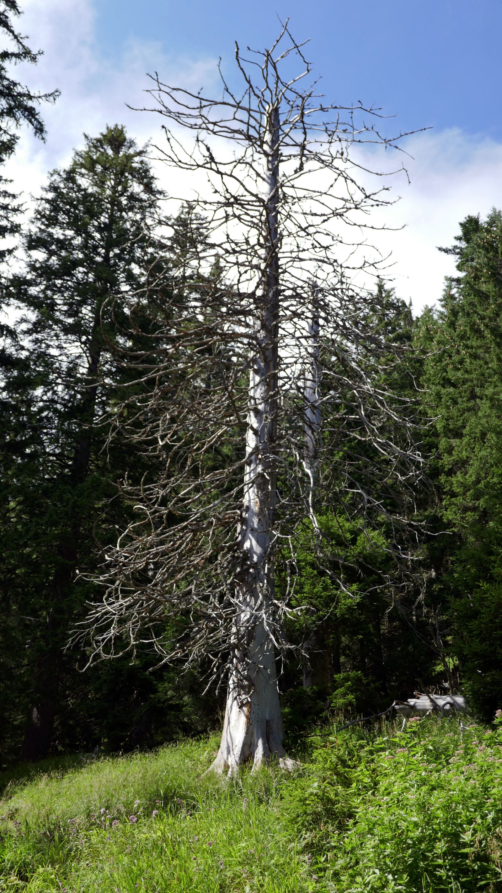 Panasonic DMC-TZ101 sample photo. Dead tree, dead plant photography